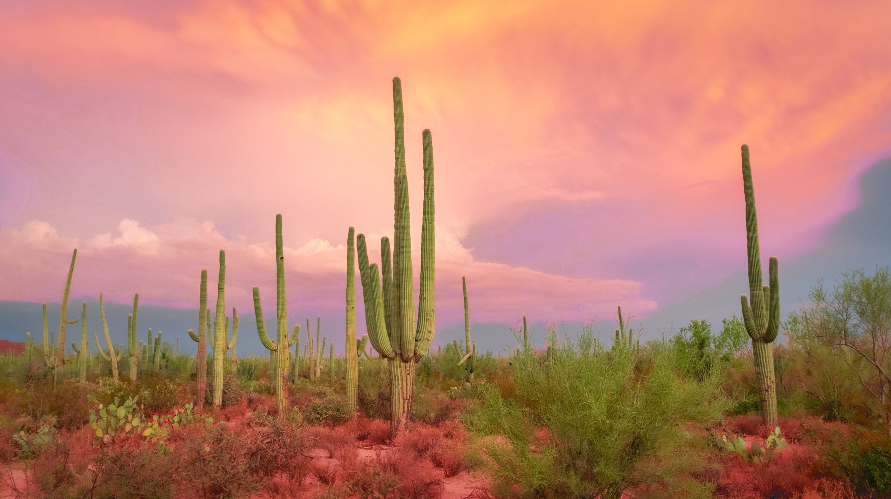 Cactus Enhanced