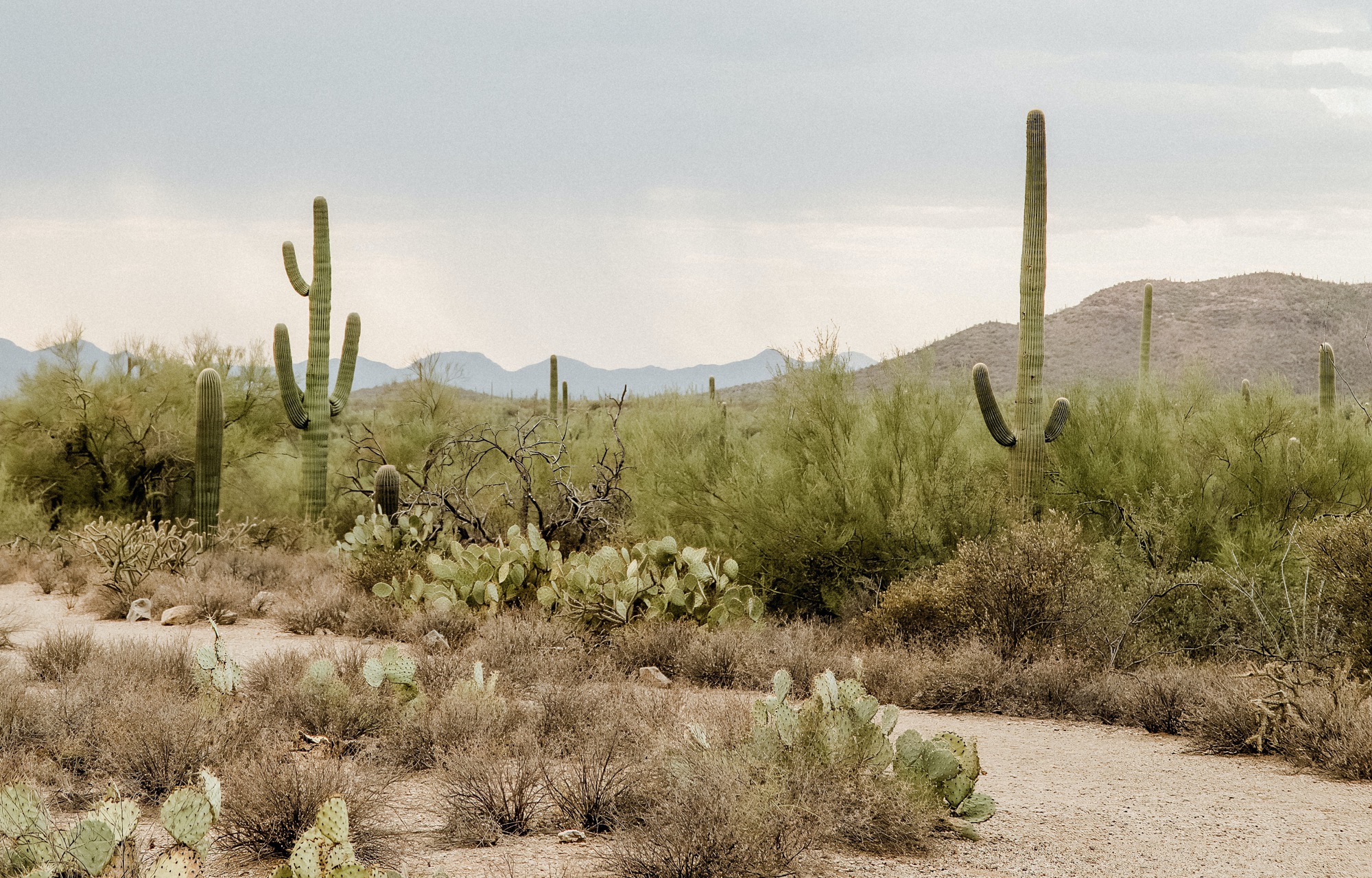 Desert Landscape Bak