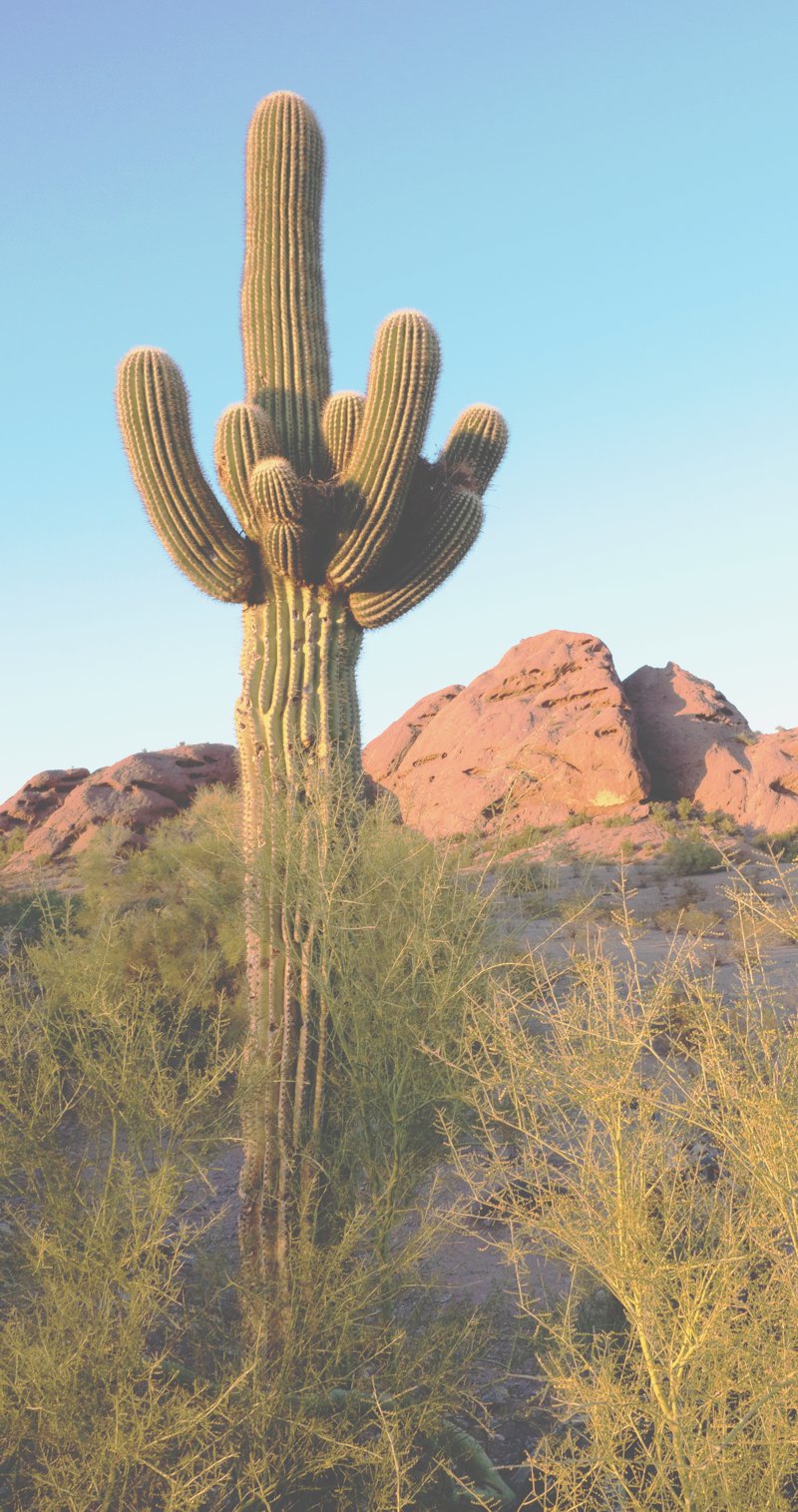 Saguaro
